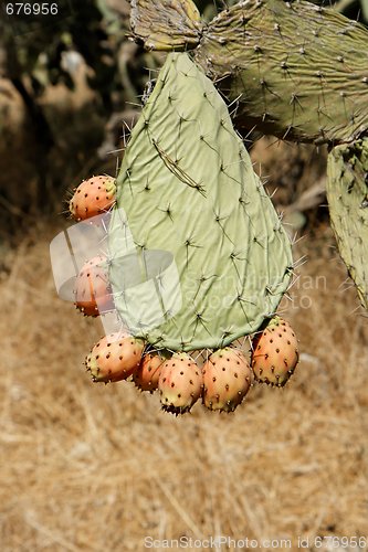 Image of Fruits of tzabar cactus, or prickly pear