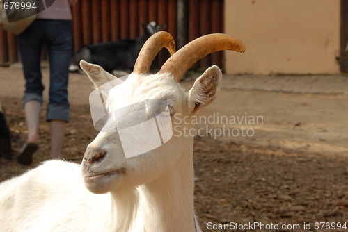 Image of white goat
