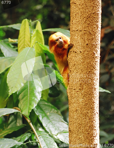 Image of monkey on a tree