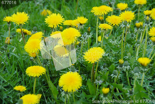 Image of Dandelions