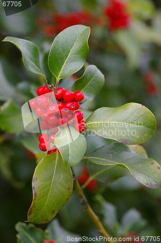 Image of Xmas Holly 01