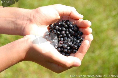 Image of Berry in hands on the background of grass