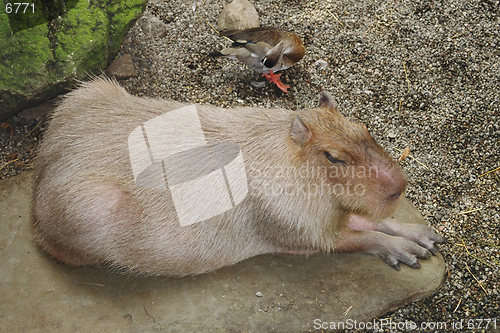 Image of animal