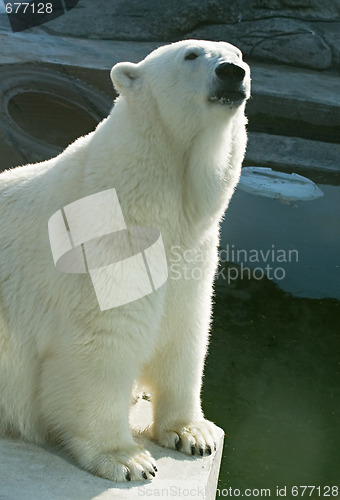 Image of Polar bear