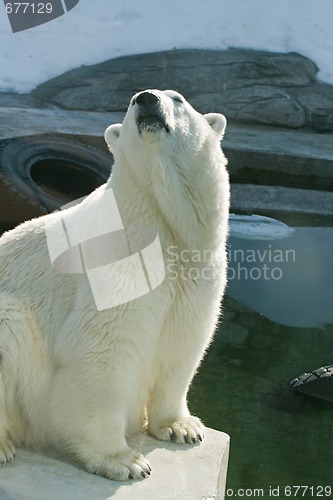 Image of Polar bear