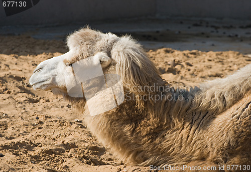 Image of Camel