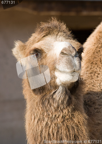 Image of Portrait of a camel