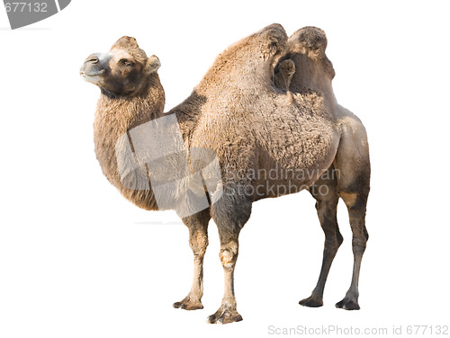 Image of Standing camel