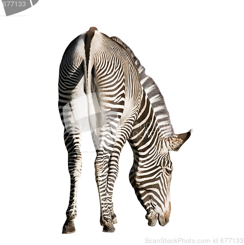 Image of Zebra