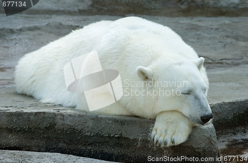 Image of Polar bear