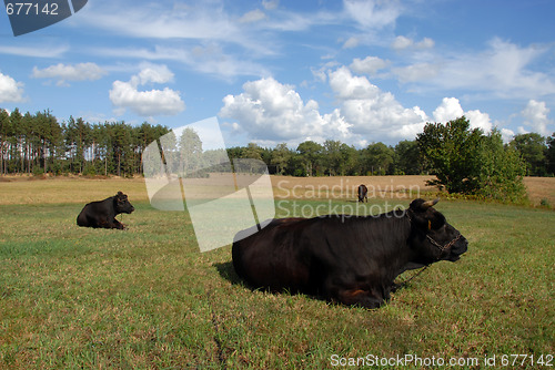 Image of cow