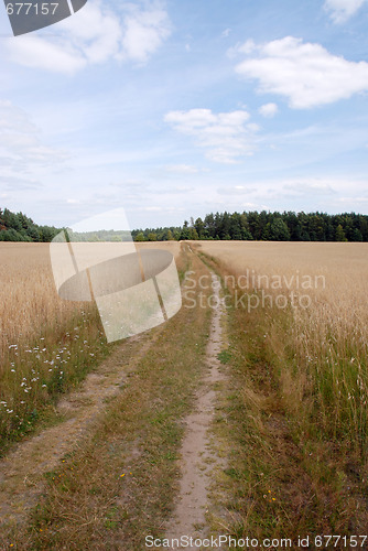 Image of Path in the field