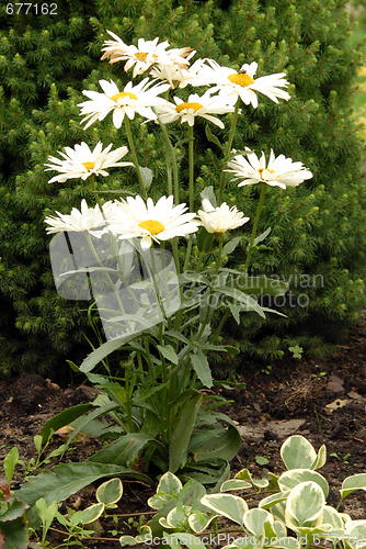 Image of flowers in my garden