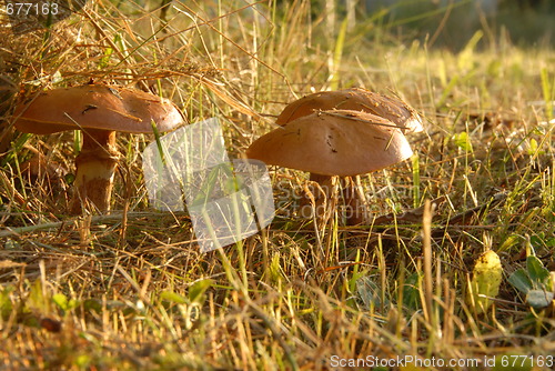 Image of mushroom