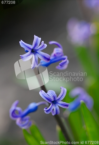 Image of Hyacinth