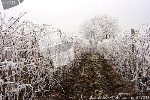 Image of Grapeyard