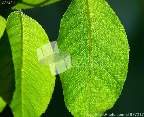 Image of Leaves