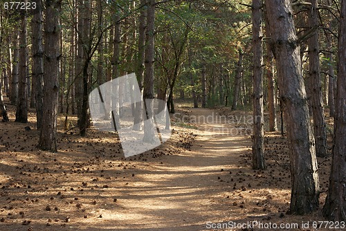 Image of Forest