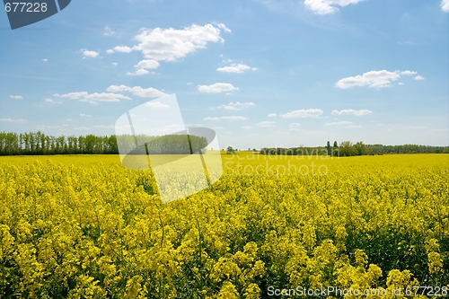 Image of Field