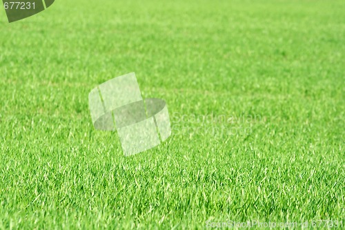 Image of Grass