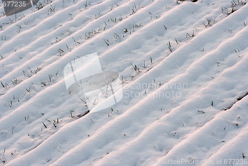 Image of Snow