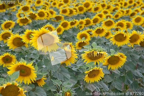 Image of Sunflowers