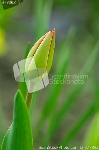 Image of Tulip