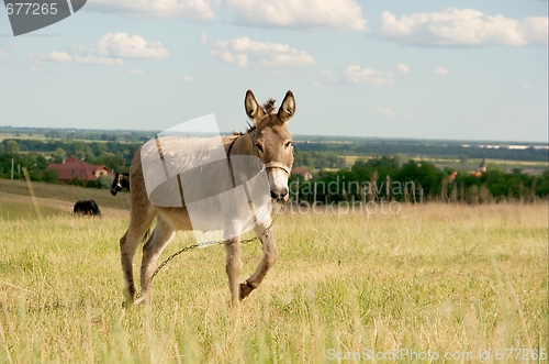 Image of Donkey