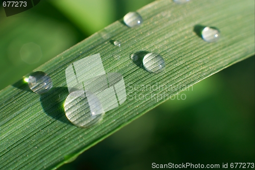 Image of Grass