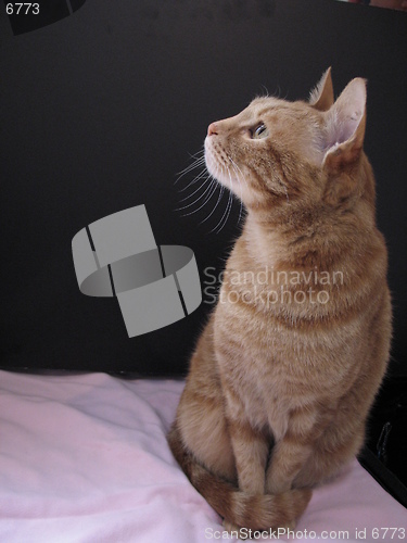 Image of cat sitting in front of a black card, 1