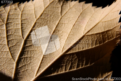 Image of Leaf