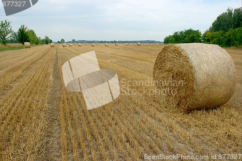 Image of Bails