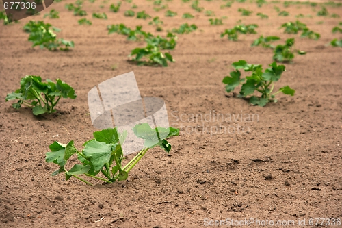 Image of Agriculture