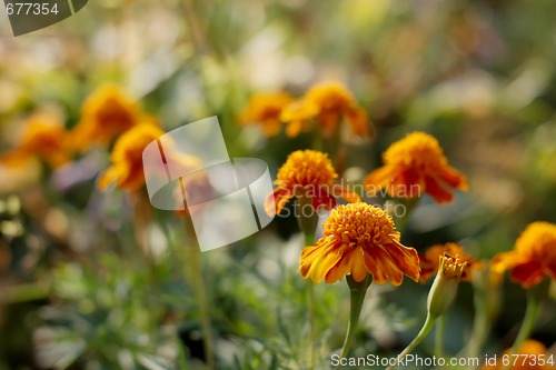 Image of Flowers