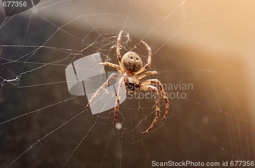 Image of Spider