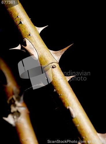 Image of Thorns
