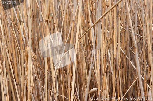 Image of Reed