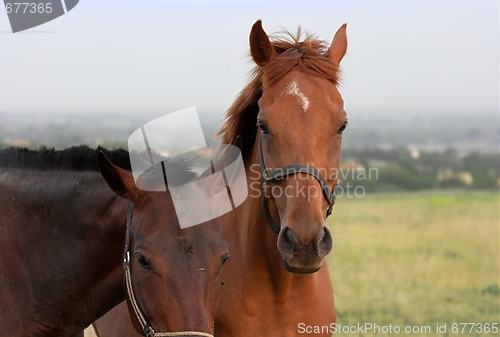 Image of Horses