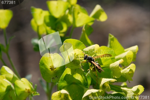 Image of Bee