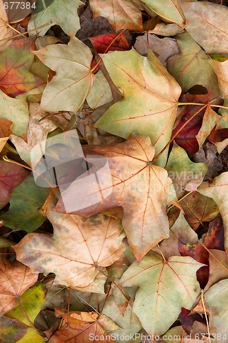 Image of Leaves