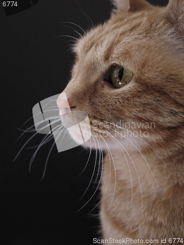 Image of cat sitting in front of a black card, 2
