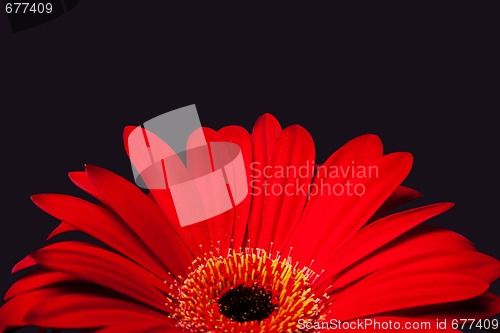 Image of Red daisy gerbera flower