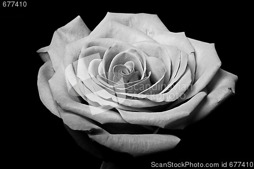 Image of Blacwhite rose flower on black