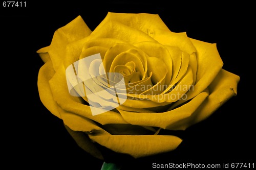 Image of Yellow rose flower on black