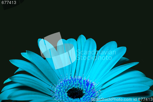 Image of Cyan blue daisy gerbera flower