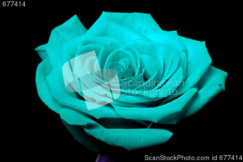 Image of Cyan blue rose flower on black