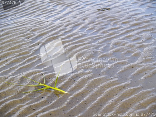 Image of plant on the sand 