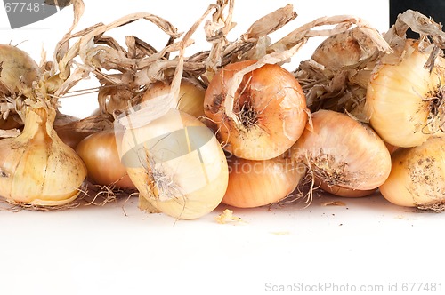 Image of Onion