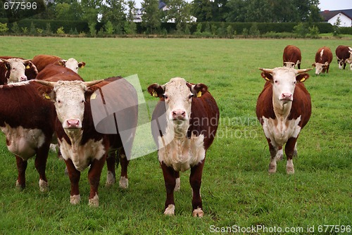 Image of Cattle Grazing