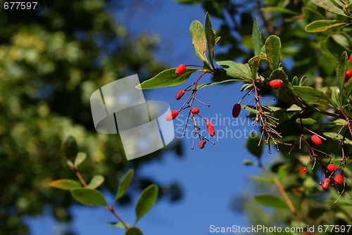 Image of Berberis Berries